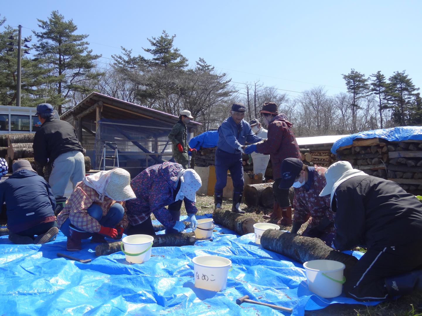 原木コマ打ち作業風景